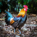 Free Range Supervisor