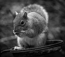 Nut Thief