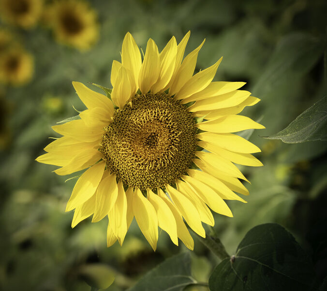 Sun Flower