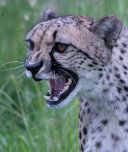 Mouthy Cheetah