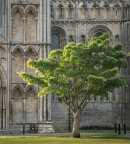 Ely Tree
