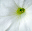 Green and White and Shadow