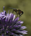 Horse Fly