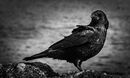 Black Bird Surprise