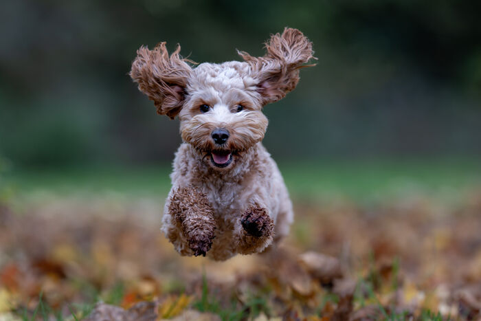 Winnie Autumn Leaves