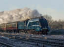 Mallard