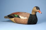 Female Crested Shelduck