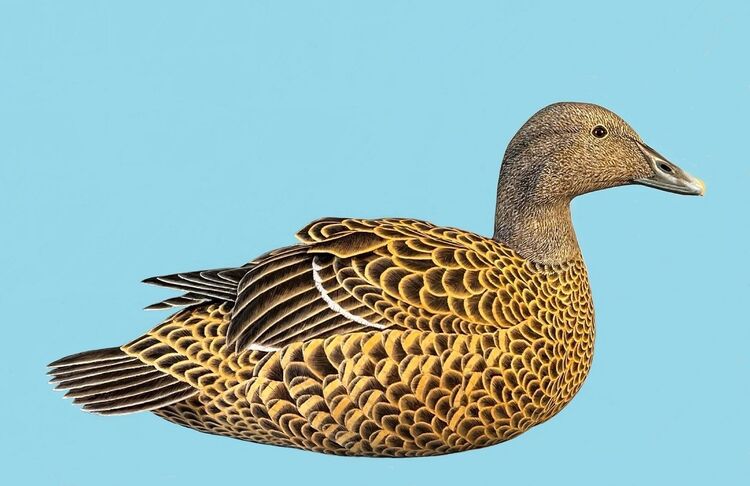 Female Eider