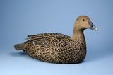 Eider Hen