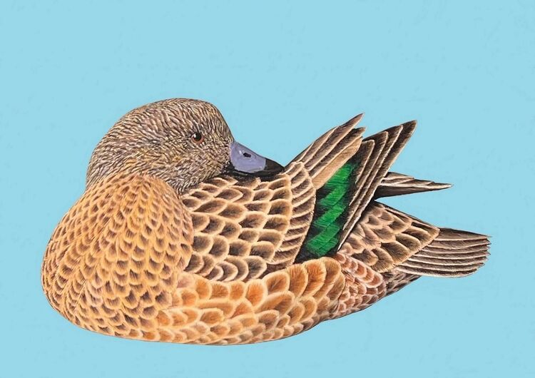Female Preening Wigeon