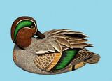 Green Winged Teal