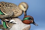 Hen Pecked Teal