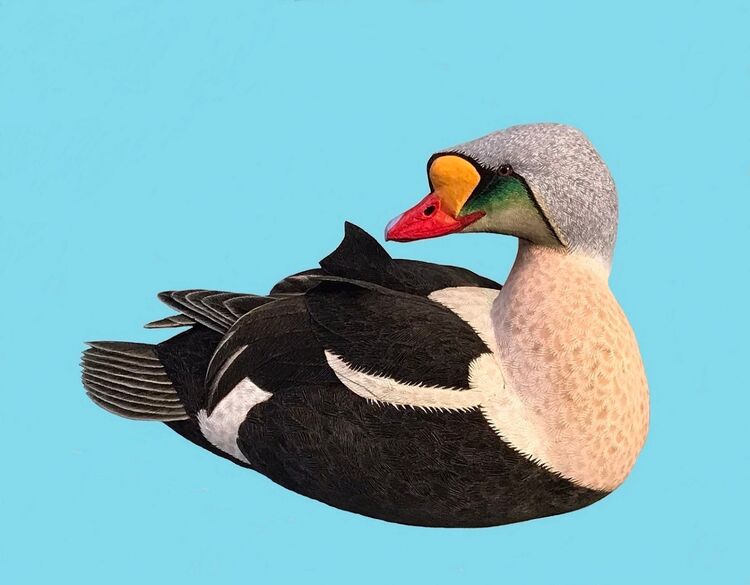 King Eider