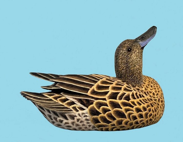 Nano Female Pintail