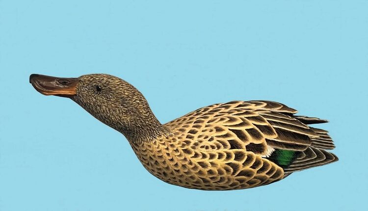 Nano Female Shoveler