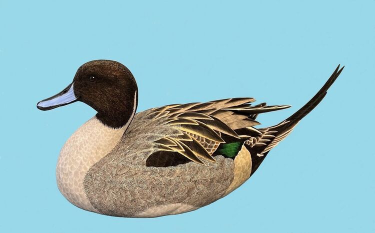 Pintail
