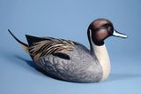 Pintail