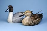 Pintail Pair