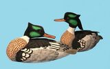 Red Breasted Merganser Drakes