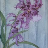purple orchid, close up