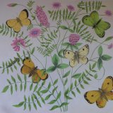 Clouded yellow butterflies