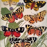 7 Tiger Moths
