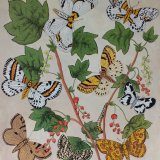 Geometrid moths and redcurrants