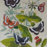 Butterflies and Honeysuckle