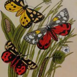 Three tiger moths