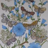 Moths and cornflowers