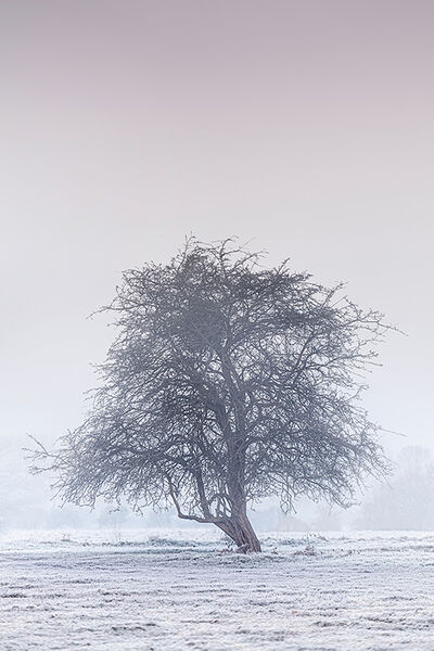Dedham