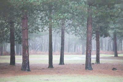Rendlesham, Suffolk, England