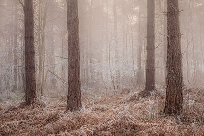 Westleton Heath Nature Reserve