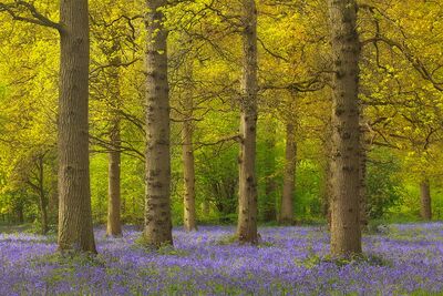 Blickling, Norfolk, England
