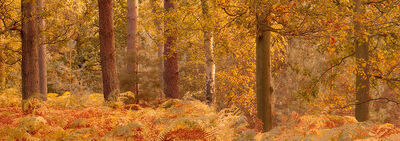 Thetford Forest, Norfolk, England