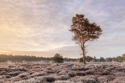 Hollesley Common