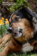 BUSTER - 2012 THE NEW FOREST