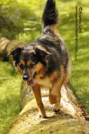 BUSTER - 2012 THE NEW FOREST