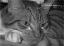 "CAMERA SHY, NO CHANCE"
