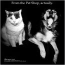 "FROM THE PET SHOP, ACTUALLY"