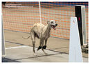 TRAILBLAZERS FLYBALL EVENT 11/6/22