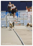 TRAILBLAZERS FLYBALL EVENT 11/6/22