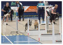 TRAILBLAZERS FLYBALL EVENT 11/6/22