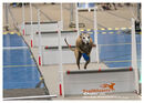 TRAILBLAZERS FLYBALL EVENT 11/6/22