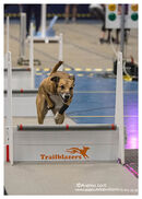 TRAILBLAZERS FLYBALL EVENT 11/6/22