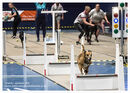 TRAILBLAZERS FLYBALL EVENT 11/6/22