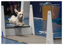TRAILBLAZERS FLYBALL EVENT 11/6/22