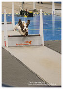 TRAILBLAZERS FLYBALL EVENT 11/6/22