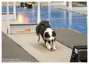 TRAILBLAZERS FLYBALL EVENT 11/6/22