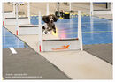 TRAILBLAZERS FLYBALL EVENT 11/6/22